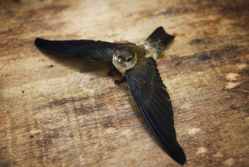 Isolated Swallow Bird On Wooden Table © noorhaswan