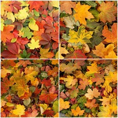 Seasonal autumn background of colorful leaves.