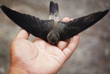 Swallow Bird On Human Hand © noorhaswan