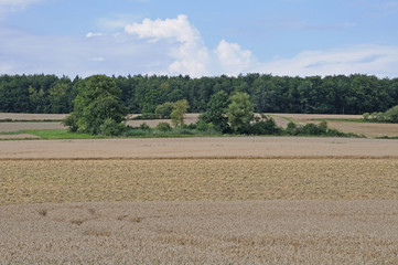 Sommerlandschaft mit Getreidefeldern