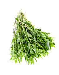 Thyme fresh herb isolated on white background