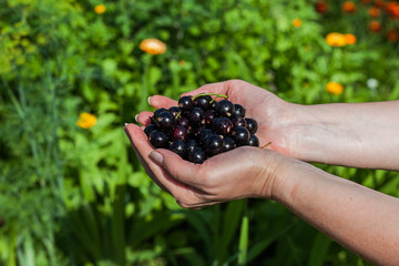 A handful of black currant