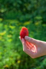 A beautiful large ripe strawberry