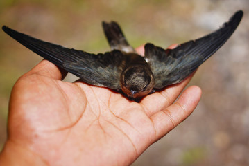 Swallow Bird On Human Hand © noorhaswan
