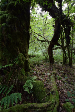 Site of Special Scientific Interest Cabilla Manor Wood Bodmin Moor