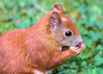 Eichhörnchen beim Fressen © Mattoff