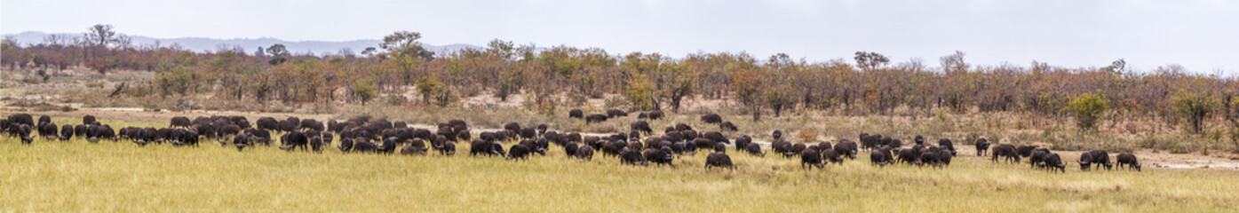Naklejka na ściany i meble African buffalo in Kruger National park, South Africa