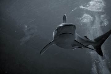 Under the sea is a place of many kinds of fish.