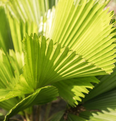 abstract little pame tree