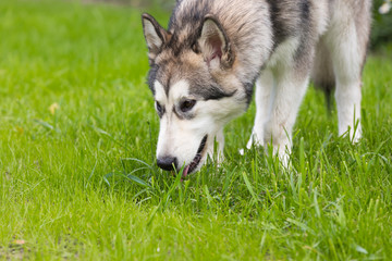 Alaskan Malamute eating green grass