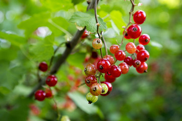 Ripened red currant berries fruits on the branch, bio organic backyard healthy outdoor produce garden macro close up