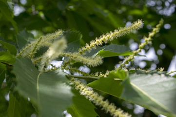 Castanea sativa in bloom