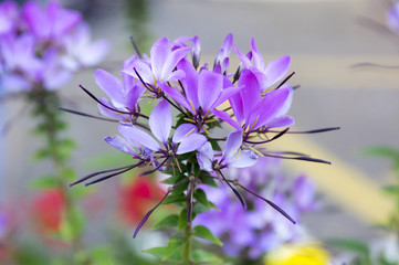Cleome spinosa in bloom