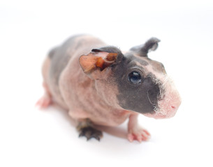 Cute skinny guinea pig baby with big ears isolated on white (shallow DOF, selective focus on the guinea pig eye)