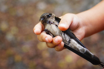 Swallow Bird On Human Hand © noorhaswan