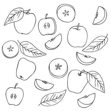 vector contour set of apples and leaves