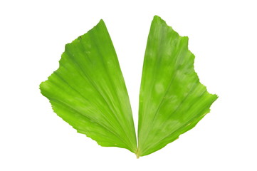 Fishtail palm, Caryota mitis lour leaf isolated on white background