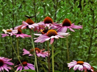 Motyle ogrodowe © Lewy17777