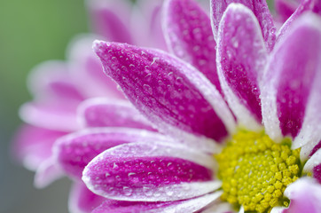 Fototapeta premium Macro shot of petals of beautiful chrysanthemum flowers covered with morning dew (very shallow DOF, selective focus on the drops of dew)