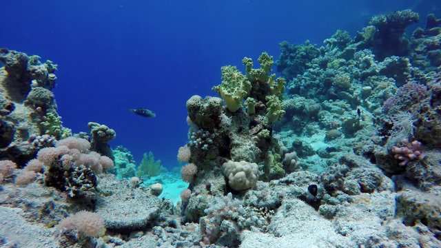 Coral reef, tropical fish. Warm ocean and clear water. Underwater world.