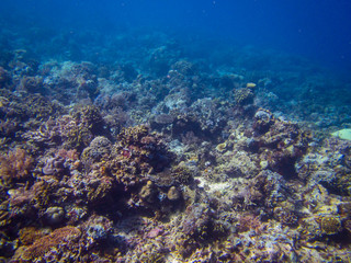 Fototapeta na wymiar Die Unterwasserwelt des Komodoarchipels - Kleine Sundainseln - Indonesien
