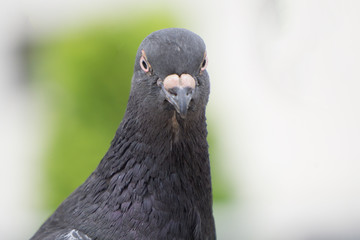 ハト