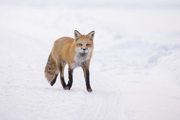Red fox in winter