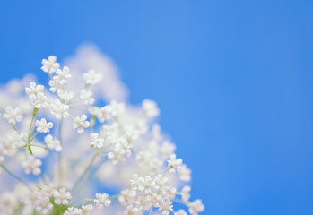 Beautiful blurred white flowers against the light blue background (very shallow DOF, selective focus), copyspace on the right for your text