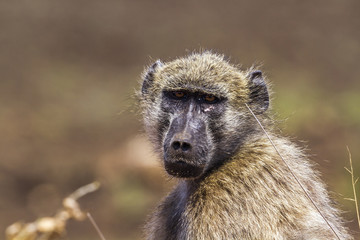 Chacma baboon in Kruger National park, South Africa