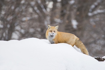Red fox in winter