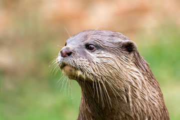 Otter - Close Up