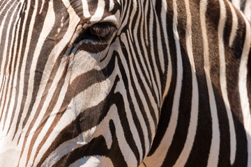 Fototapeta na wymiar Zebra eye