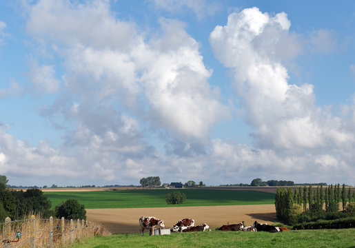 Elevage Bovins Dans La Campagne Normande Buy This Stock Photo And Explore Similar Images At Adobe Stock Adobe Stock Elevage Bovins Dans La Campagne Normande Buy This Stock Photo And Explore Similar Images At Adobe Stock Adobe Stock