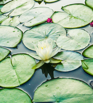 A white lotus and lily pads in a pond of a botanical water garden