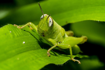 grasshopper