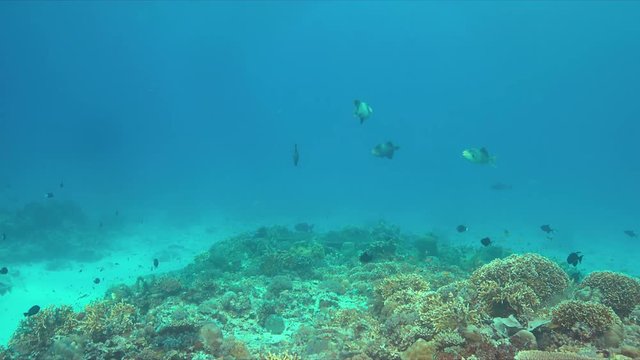 Yellowmargin Triggerfish on a colorful coral reef. 4k footage