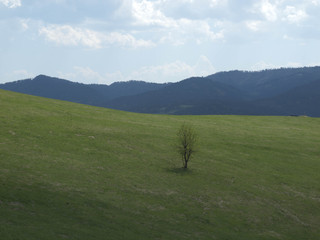Samotne górskie drzewo w Tatrach