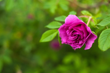 Pink roses with buds on a background of a green bush. Beautiful pink rose in the summer garden.