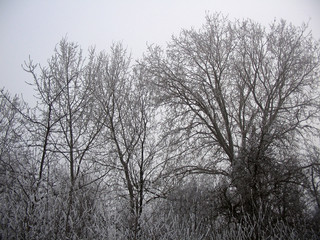 Group of Trees Covered with Snow During  Winter