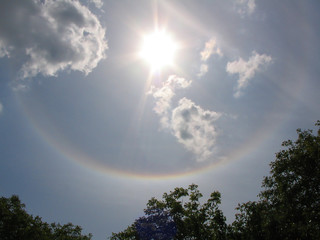 Tree Branches with Green Leaves and Blue Sky with Sun Halo