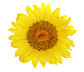 sunflower isolated on white background close-up. Top view