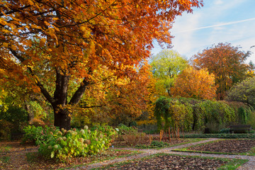 Naklejka premium Vibrant fall yellow and orange oak tree in fall park