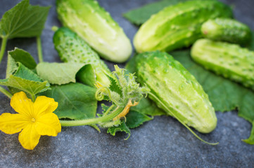 Fresh green cucumbers on a twig