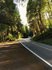 Rural Road Winding Through Forest - 167818285