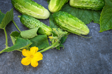 Fresh green cucumbers on a twig