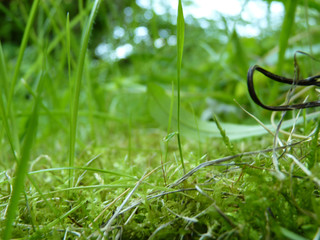 Green Grass and Moss Close Up Macro Detail