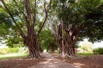Branchy trees and a path through them, Trinidad, Sancti Spiritus, Cuba. Сopy space for text.