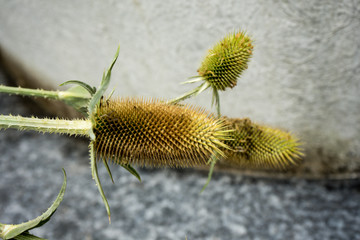 plant with spike close up