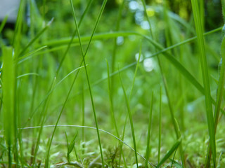 Green Grass and Moss Close Up Macro Detail