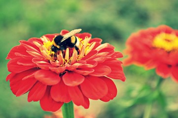 Blume mit Hummel